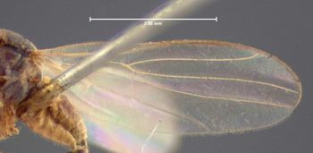 Media type: image;   Entomology 1176 Aspect: wing